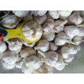 Großhandel Neues Produkt chinesisches Gemüse lila und weißer Knoblauch